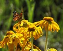 photo thumbnail #2