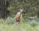photo thumbnail #11