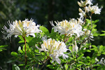 photo thumbnail #15