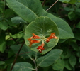 photo thumbnail #7