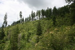 photo thumbnail #9