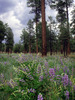photo thumbnail #12