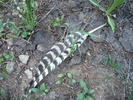 photo thumbnail #4