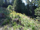 photo thumbnail #6