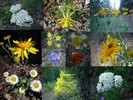 photo thumbnail #12
