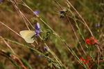 photo thumbnail #14
