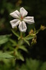 photo thumbnail #15