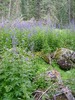 photo thumbnail #14