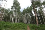 photo thumbnail #4