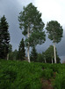 photo thumbnail #6