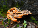 photo thumbnail #5