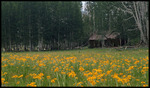 photo thumbnail #2