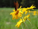 photo thumbnail #5