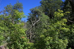 photo thumbnail #4