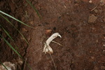 photo thumbnail #11