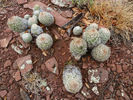 photo thumbnail #4