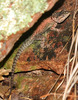photo thumbnail #12