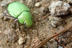 photo thumbnail #10