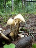 photo thumbnail #12