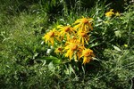 photo thumbnail #12