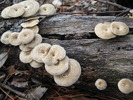 photo thumbnail #11