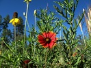 photo thumbnail #2