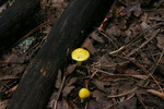 photo thumbnail #12