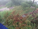 photo thumbnail #2