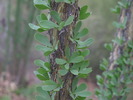 photo thumbnail #8