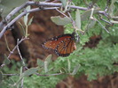 photo thumbnail #14