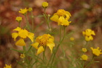 photo thumbnail #15
