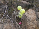 photo thumbnail #1