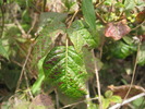 photo thumbnail #4