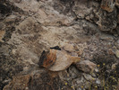 photo thumbnail #14