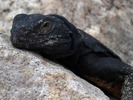 photo thumbnail #15