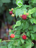 photo thumbnail #3