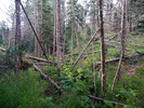photo thumbnail #8
