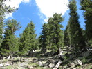 photo thumbnail #5