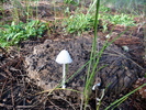 photo thumbnail #2