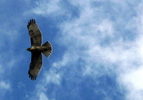 photo thumbnail #12