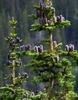 2010-07-19 :1: Iceberg Lake & Ptarmigan Lake Trail :: tibber