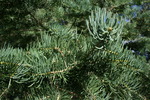 Featured Detail Photo