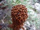 photo thumbnail #12