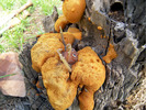 photo thumbnail #8