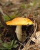 photo thumbnail #11