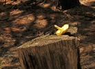photo thumbnail #13