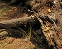 photo thumbnail #14