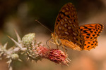 photo thumbnail #6