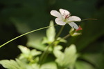 photo thumbnail #14