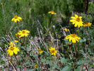 photo thumbnail #7